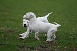 DOGUE ARGENTIN 253